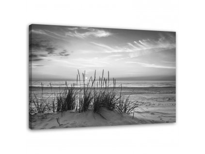 Obraz na plátně Trávy na pláži - černobílý