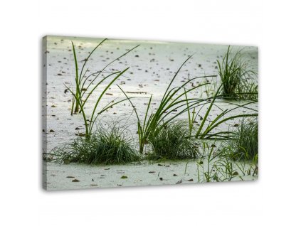 Obraz na plátně Zelená tráva na pláži