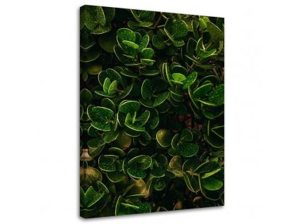 Obraz na plátně Zelené listy exotických rostlin
