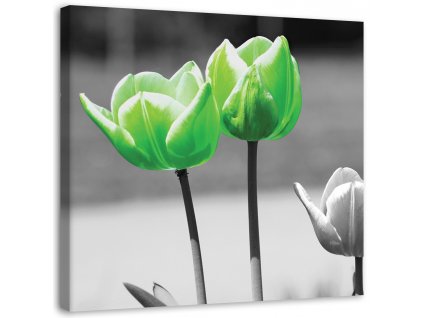 Obraz na plátně Zelené tulipány v šedé barvě