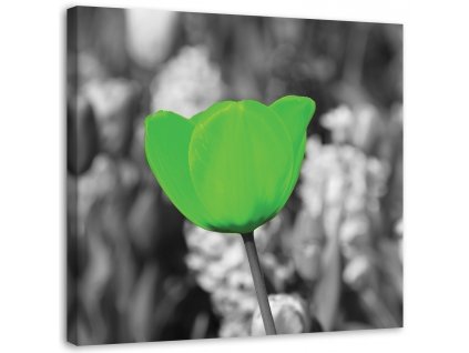Obraz na plátně Zelené tulipány na louce