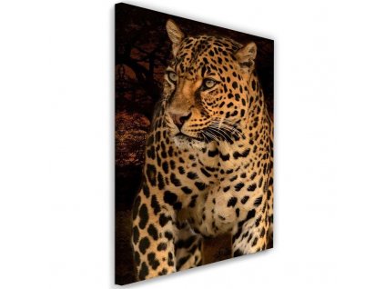 Obraz na plátně Leopardí fotografie na černém pozadí