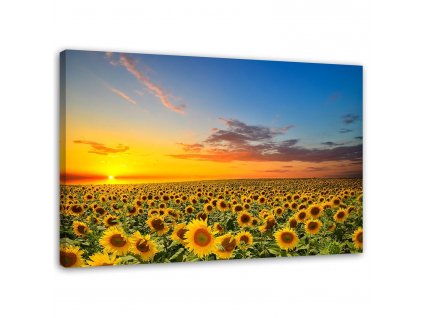 Obraz na plátně Louka slunečnic při západu slunce