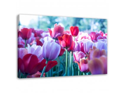 Obraz na plátně Louka tulipánů