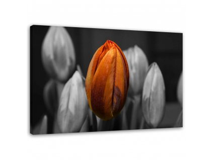 Obraz na plátně Oranžový tulipán