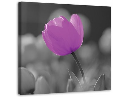 Obraz na plátně Fialový tulipán