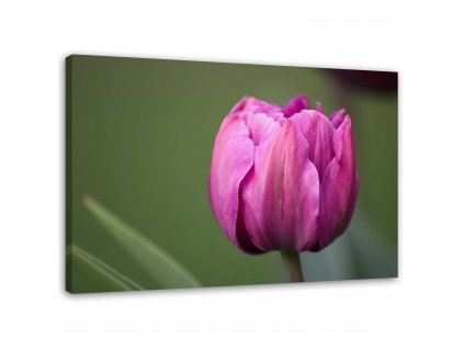 Obraz na plátně Fialový tulipán květ