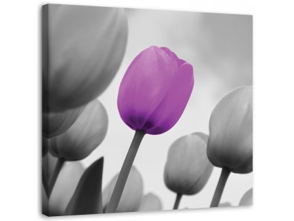 Obraz na plátně Fialový tulipán v šedé barvě