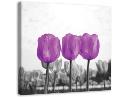 Obraz na plátně Fialové tulipány