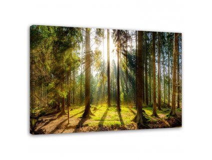 Obraz na plátně Paprsky ve slunném lese