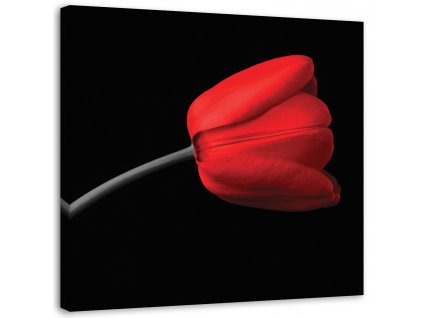 Obraz na plátně Červený tulipán květ