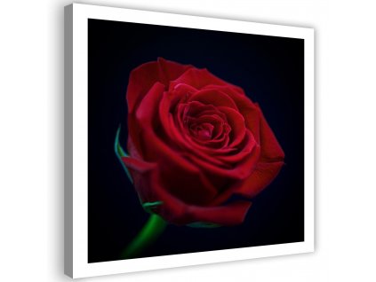 Obraz na plátně Červená růže ve tmě