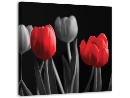 Obraz na plátně Červené tulipány
