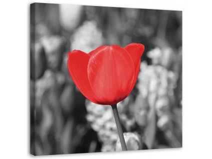 Obraz na plátně Červený tulipán na louce