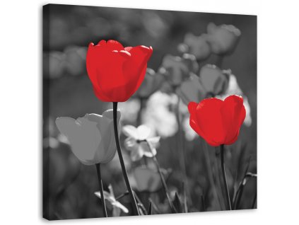 Obraz na plátně Červené tulipány v šedé barvě
