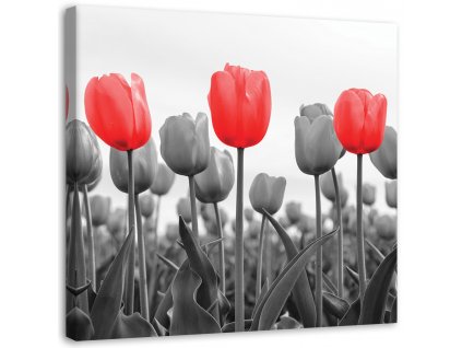 Obraz na plátně Červené tulipány na louce