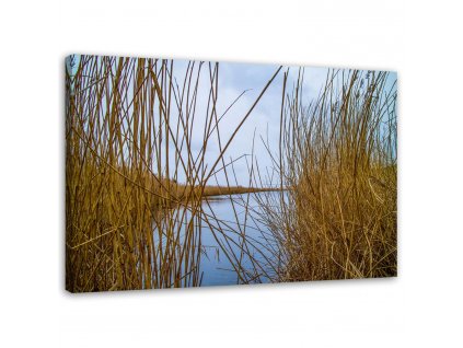 Obraz na plátně Rákosí na jezeře