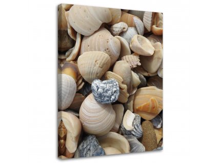 Obraz na plátně Mušle a kameny na pláži