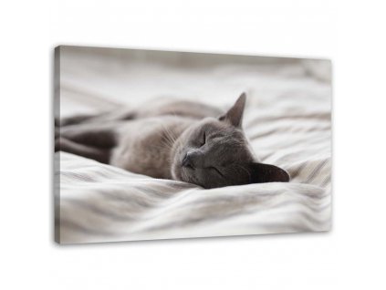 Obraz na plátně Spící kočka
