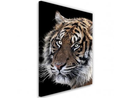 Obraz na plátně Tygr na černém pozadí