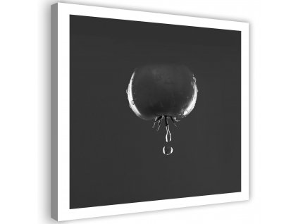 Obraz na plátně Rajče a kapky vody - černobílý