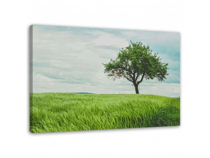 Obraz na plátně Strom v poli