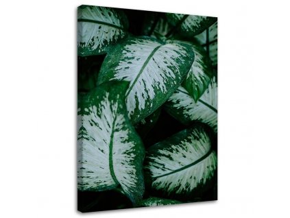 Obraz na plátně Tropické listy bílé a zelené