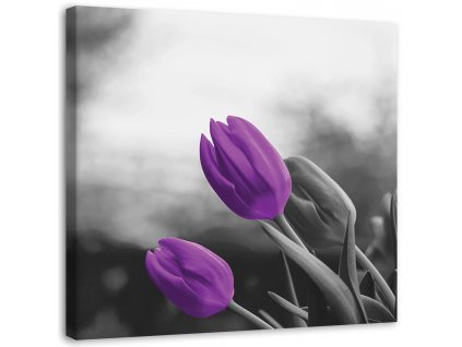 Obraz na plátně Dva fialové tulipány