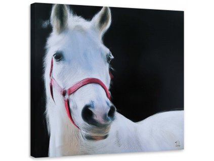 Obraz na plátně Bílá koňská hlava