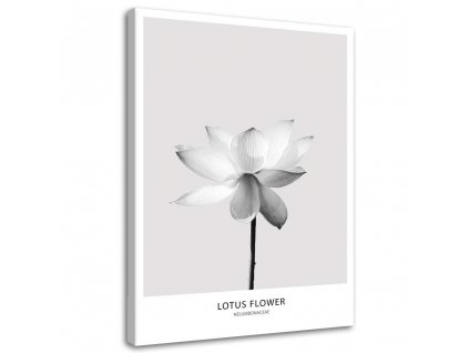 Obraz na plátně Bílý lotosový květ