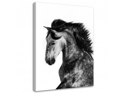 Obraz na plátně Divoký kůň