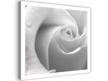 Obraz na plátně Bílá růže v detailním záběru