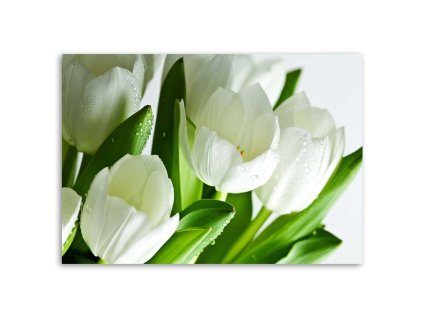 Obraz na plátně Bílé tulipány