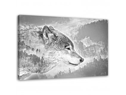 Obraz na plátně Vlk na sněhovém pozadí
