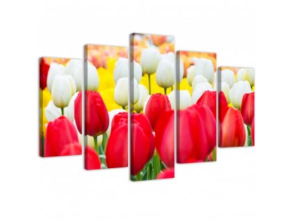 Obraz na plátně Bílé a červené tulipány - 5 dílný