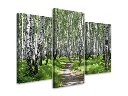 Obraz na plátně Březový les - 3 dílný