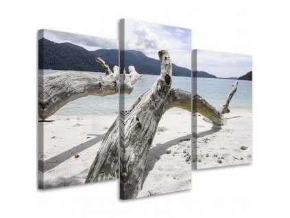 Obraz na plátně Větev stromu na pláži - 3 dílný