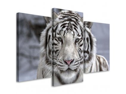 Obraz na plátně Bílý tygr v zimě - 3 dílný