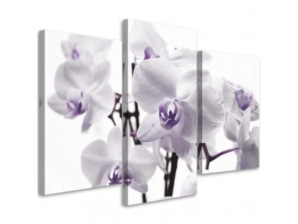 Obraz na plátně Bílá fialová orchidej - 3 dílný