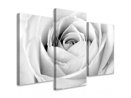 Obraz na plátně White rose - 3 dílný