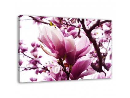 Obraz na plátně Kvetoucí magnolie