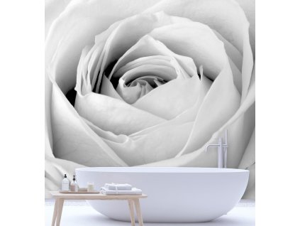 Fototapeta Bílá kvetoucí růže