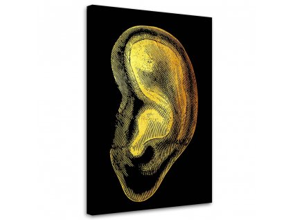 Obraz na plátně Zlatá anatomie, ucho - Gab Fernando