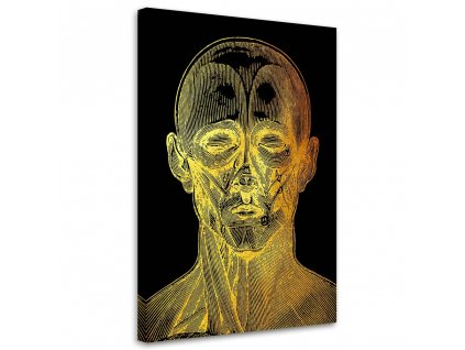Obraz na plátně Zlatá anatomie, přední strana obličeje - Gab Fernando