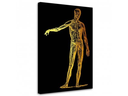 Obraz na plátně Zlatá anatomie, tělo - Gab Fernando