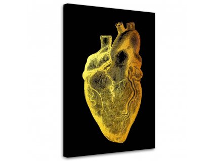 Obraz na plátně Zlatá anatomie, srdce - Gab Fernando