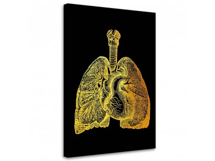Obraz na plátně Zlatá anatomie, plíce a srdce - Gab Fernando