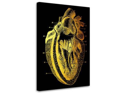 Obraz na plátně Zlatá anatomie, průřez lidským srdcem - Gab Fernando