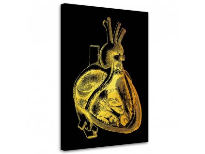 Obraz na plátně Zlatá anatomie, příčný řez srdcem - Gab Fernando