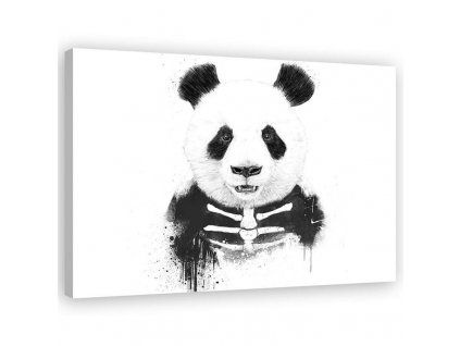 Obraz na plátně Kostra medvěda pandy - Rykker